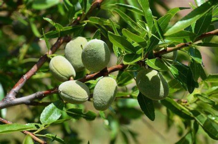 Are almonds a bean?
