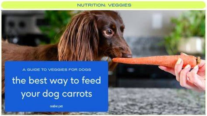 Are too many carrots bad for a dog?
