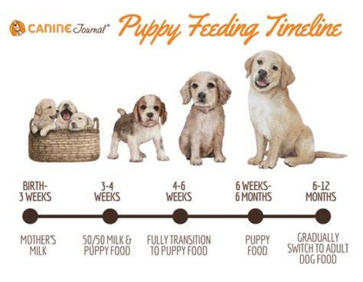 Can a 2 month old puppy eat rice?