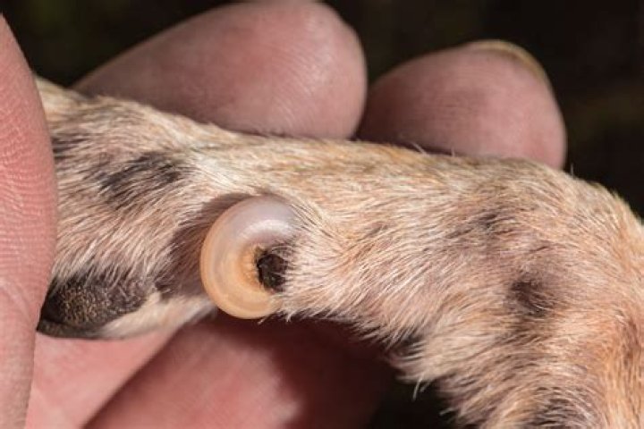 Do dogs have thumbs?