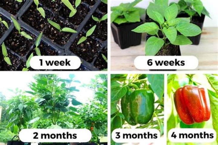 How do I get my pepper plant to produce more fruit?