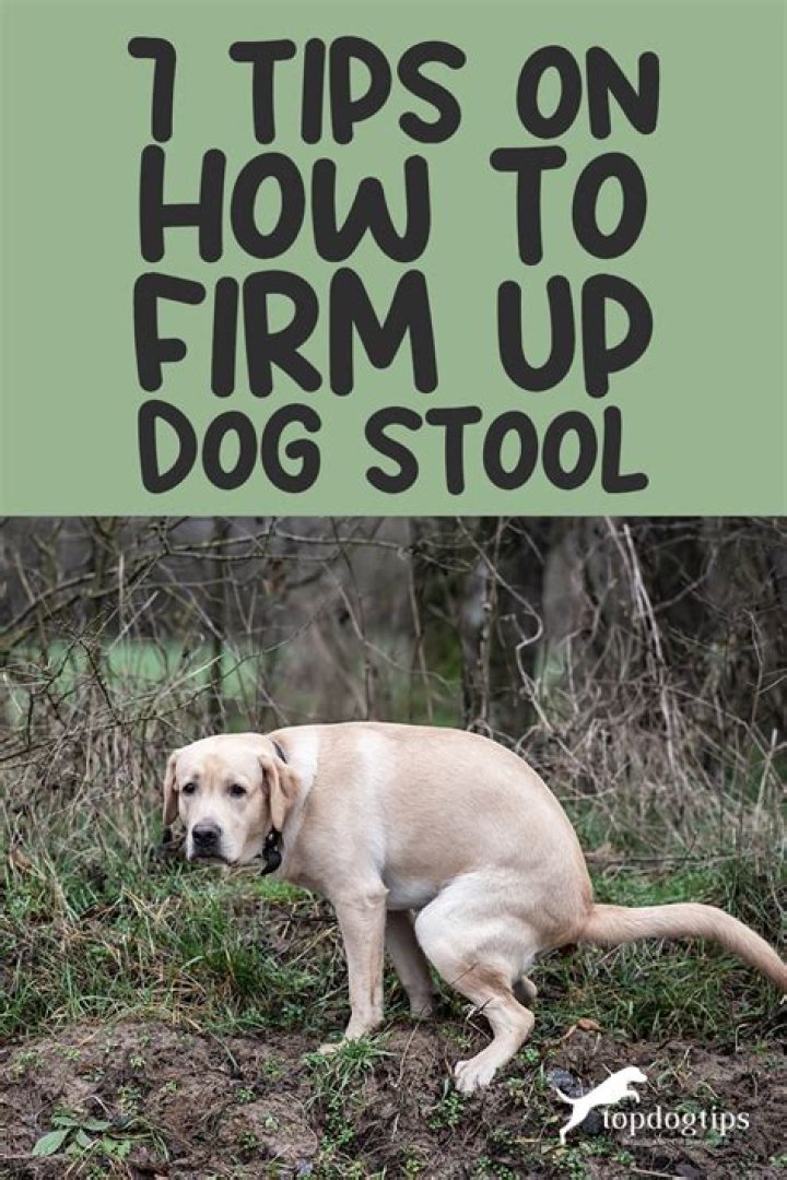 What can I give my dog to firm up his stool?