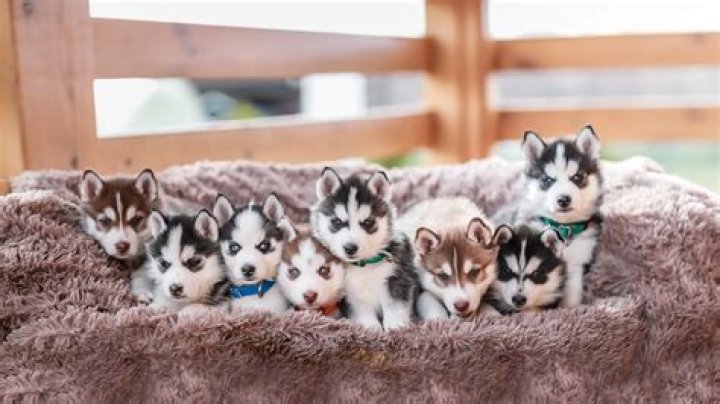 What do puppies like the most?