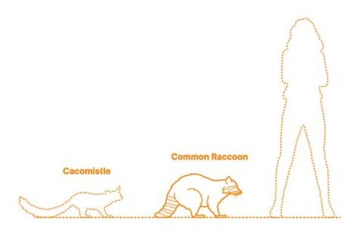 What does it mean when a raccoon stands up?
