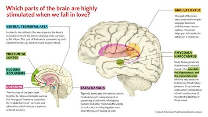 What happens in the brain when we gamble?