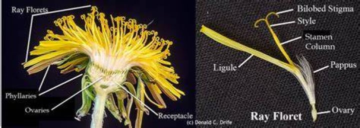 What is the fuzzy part of a dandelion called?