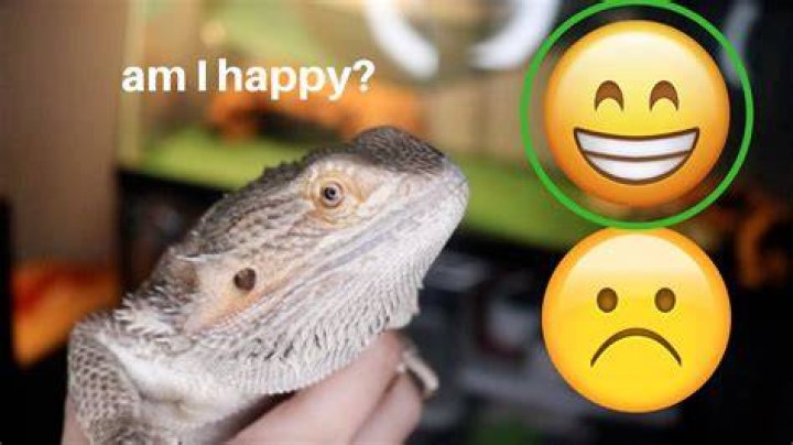 What makes a bearded dragon happy?