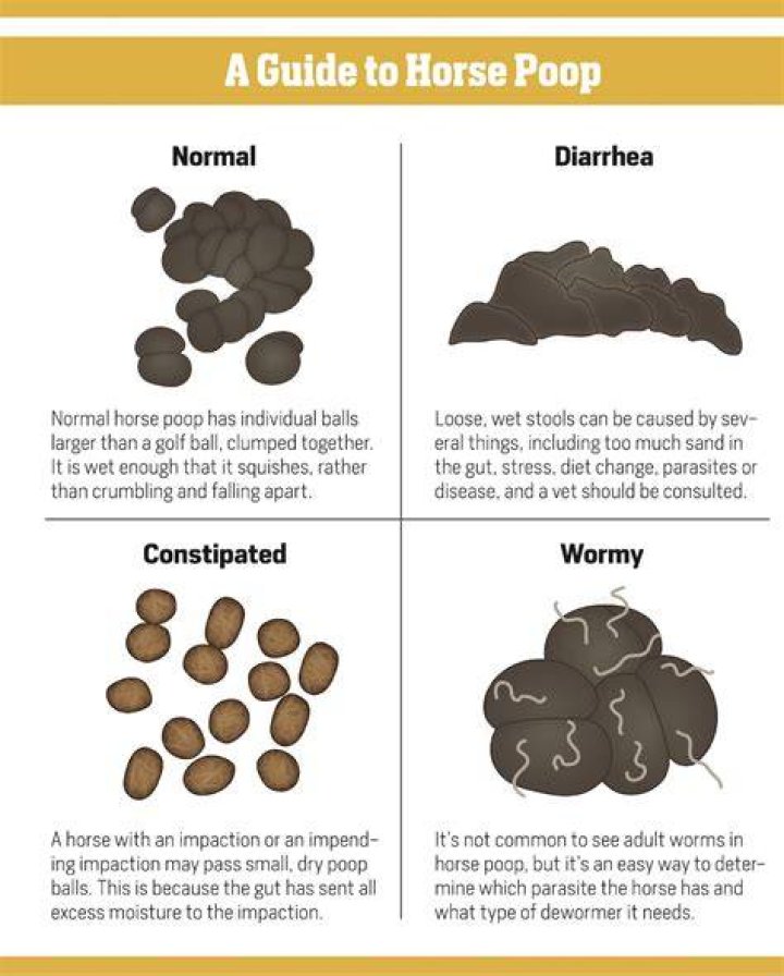Why do horses smell other horses poop?