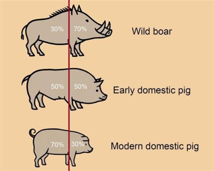 Why do pigs oink when they walk?