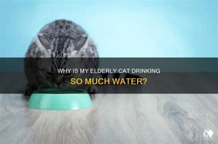 Why is my elderly cat drinking so much water?