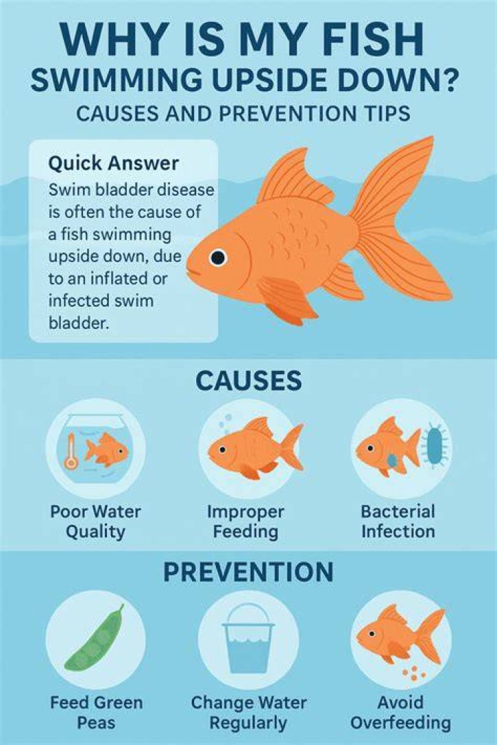 Why is my fish bent and floating?
