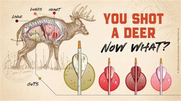 Why will deer not come to my feeder?